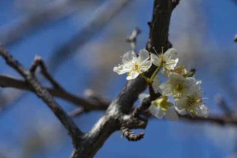 White Spring Blossoms on Tree Branch Against Blue Sky Stock Photos