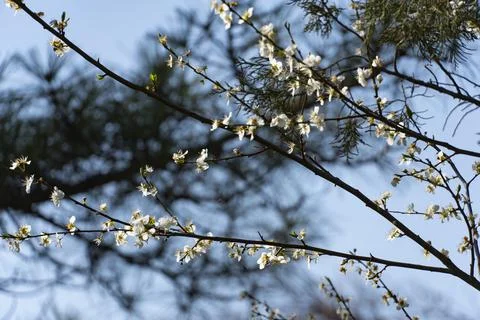 White Spring Blossoms on Tree Branch Against Blue Sky Stock Photos