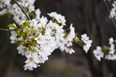 White Spring Blossoms on Tree Branch Fotos de archivo