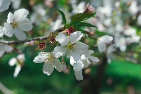 White spring blossoms on tree branch Stock Photos