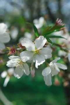 White spring blossoms on tree branch Stock Photos