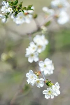White Spring Blossoms on Tree Branch Foto stock