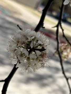 White Spring Blossoms on Tree Branch Close Up Stock Photos