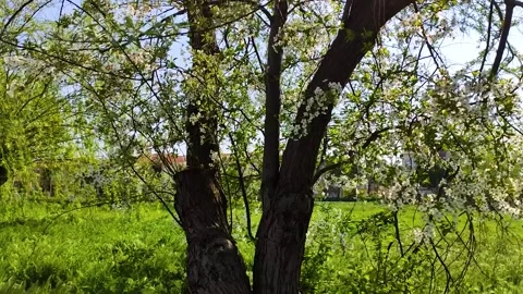 White Spring Blossoms on Tree Branches in Sunny Garden with Green Grass Back Stock Footage 334080953
