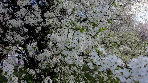 White spring blossoms on tree branches 스톡 동영상 336818596