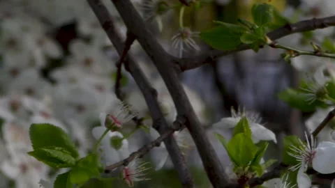 White spring blossoms on tree branches 스톡 동영상 336818602