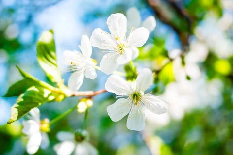 White spring blossoms on tree branches against blue sky Foto stock