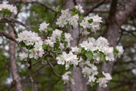 White spring blossoms on tree branches. Stock Photos