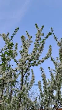 White spring blossoms on tree branches against blue sky. Fotos Stock