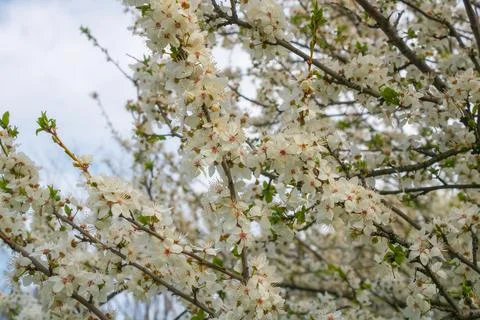 White spring blossoms on tree branches with soft sky background in blooming.. Fotos Stock