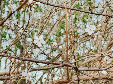 White Spring Blossoms on Tree Branches in Natural Garden Fotos de archivo