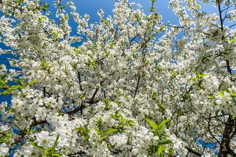 White spring blossoms on tree branches against deep blue sky Stock Photos