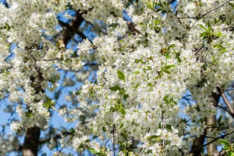 White spring blossoms on tree branches against deep blue sky Stock Photos