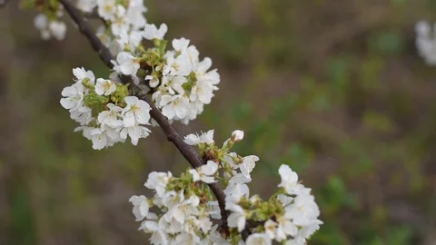 White spring cherry blossom. Spring time. slow motion Full HD. Stock Footage 129286254