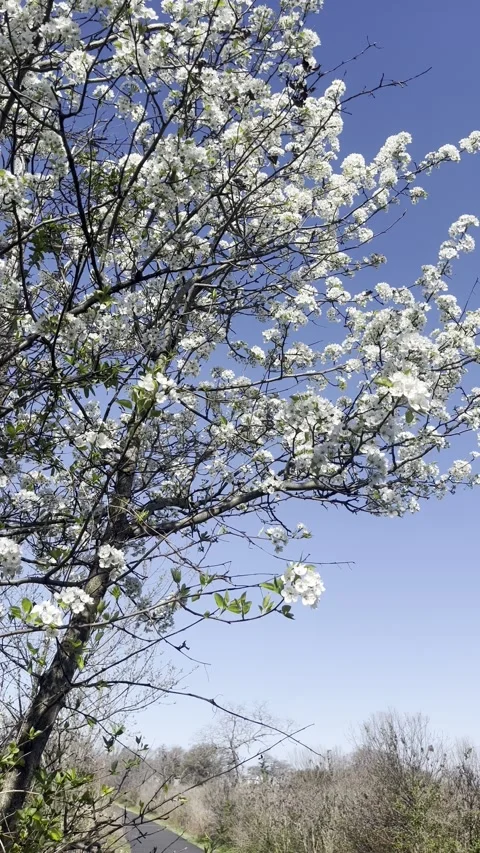 White Spring Cherry Blossoms Above a Path, Vertical Video Stock Footage 306900900
