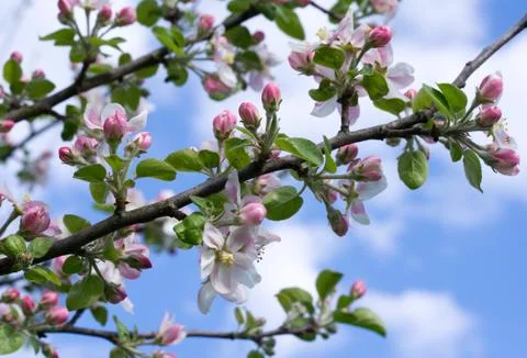 White spring cherry blossoms Stock Photos