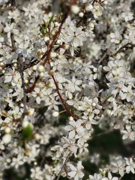 White spring cherry blossoms on tree branches close-up Foto stock