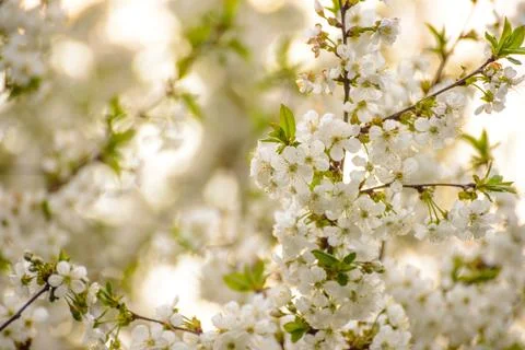 White Spring Cherry Flowers on Bright Blurred Background Stock Photos