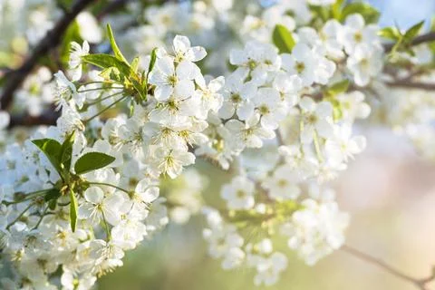 White spring cherry flowers Stockfoto's