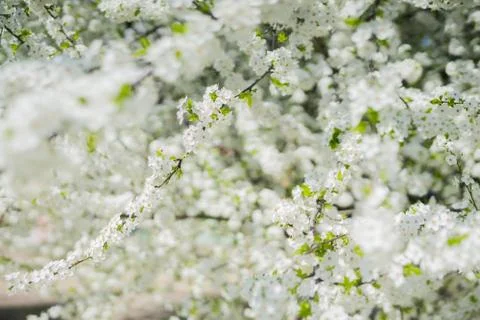 White spring cherry flowers on a tree Stock Photos