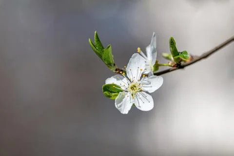 White spring cherry plum or Prunus cerasifera flowers blossoming in early spr Stock Photos
