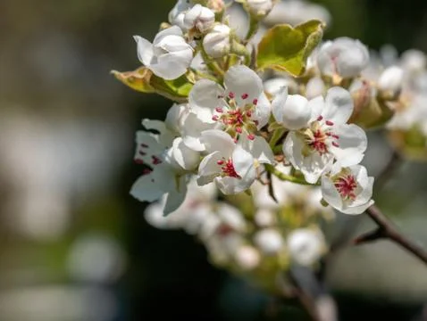 White spring cherry plum or Prunus cerasifera flowers blossoming in early spr Stock Photos