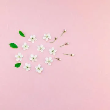 White spring cherry tree blooming flowers pattern Stock Photos