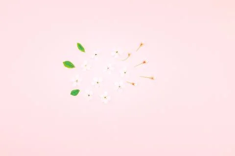 White spring cherry tree blooming flowers pattern Stock Photos