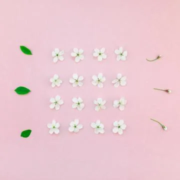 White spring cherry tree blooming flowers pattern Foto stock