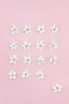 White spring cherry tree blooming flowers pattern Stock Photos