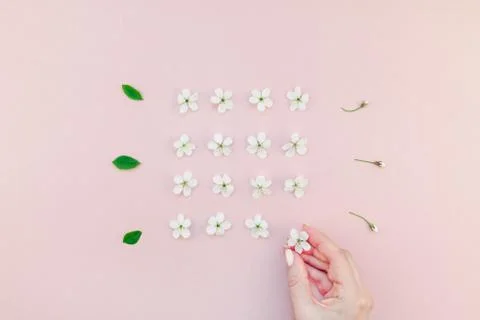 White spring cherry tree blooming flowers pattern Foto stock