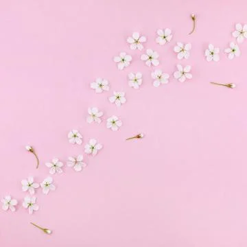 White spring cherry tree blooming flowers pattern Stock Photos