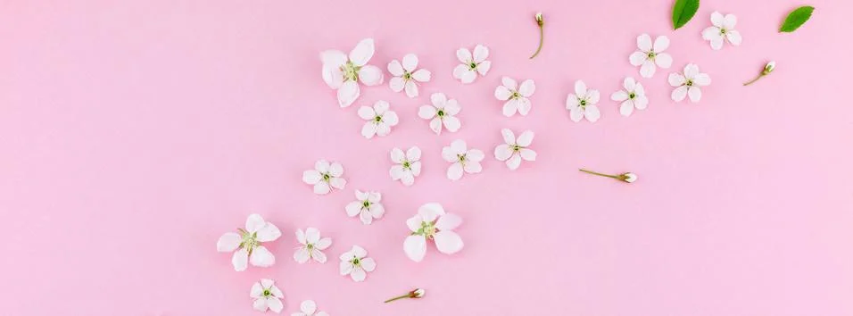 White spring cherry tree blooming flowers pattern Stock Photos