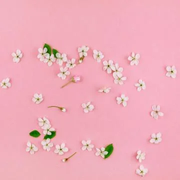 White spring cherry tree blooming flowers pattern Stock Photos