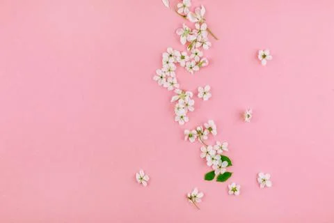 White spring cherry tree blooming flowers pattern Stock Photos