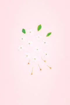 White spring cherry tree blooming flowers pattern Foto stock