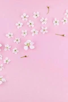 White spring cherry tree blooming flowers pattern Stock Photos