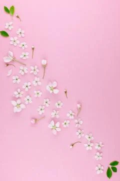 White spring cherry tree blooming flowers pattern Stock Photos