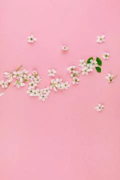 White spring cherry tree blooming flowers pattern Stock Photos