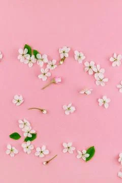 White spring cherry tree blooming flowers pattern Foto stock