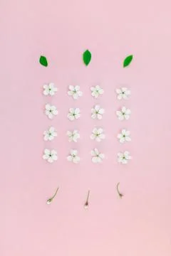 White spring cherry tree blooming flowers pattern Foto stock