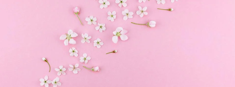 White spring cherry tree blooming flowers pattern Foto stock