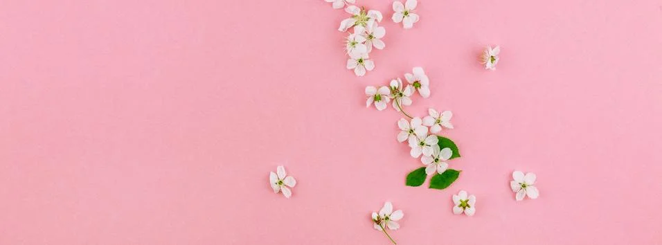 White spring cherry tree blooming flowers pattern Stock Photos