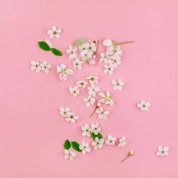 White spring cherry tree blooming flowers pattern Stock Photos