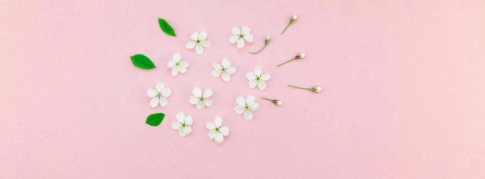 White spring cherry tree blooming flowers pattern Foto stock