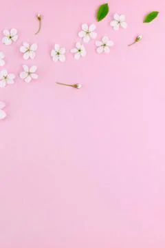 White spring cherry tree blooming flowers pattern Stock Photos