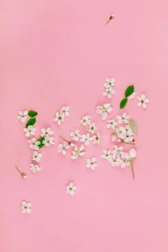 White spring cherry tree blooming flowers pattern Stock Photos