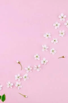 White spring cherry tree blooming flowers pattern Stock Photos
