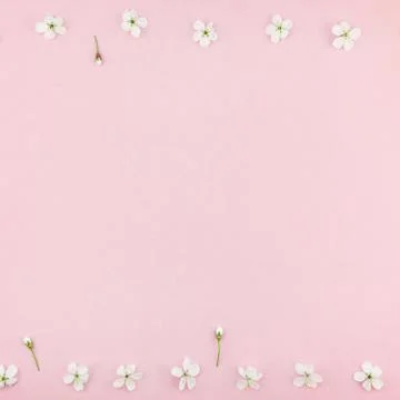 White spring cherry tree blooming flowers pattern Foto stock