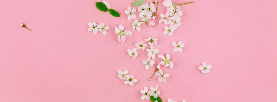 White spring cherry tree blooming flowers pattern Stock Photos